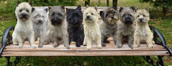 cairn terrier for sale